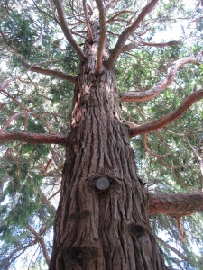Albero Nazionale