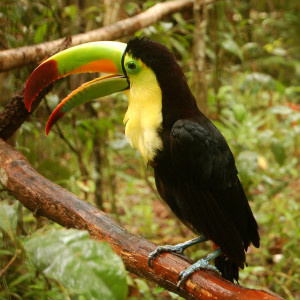 Tucano dal becco rosso