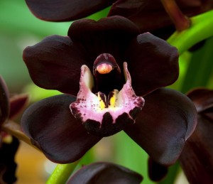 Orchidea Nera